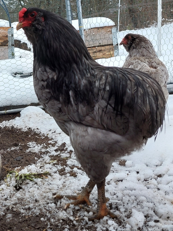 Araucana